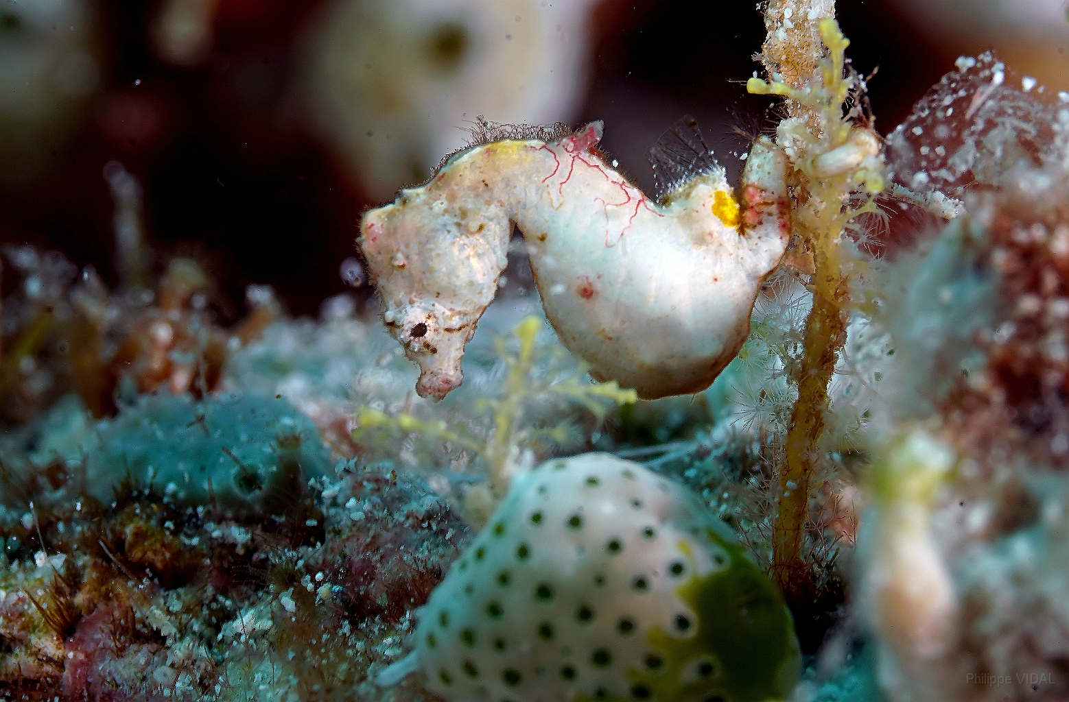 Banda Sea 2018 - DSC06661_rc - Pontohs pygmy seahorse.jpg